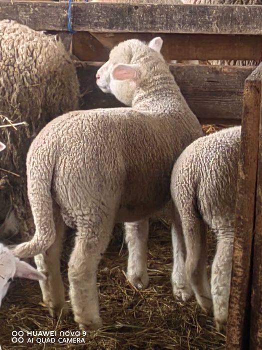 Продавам  агнета