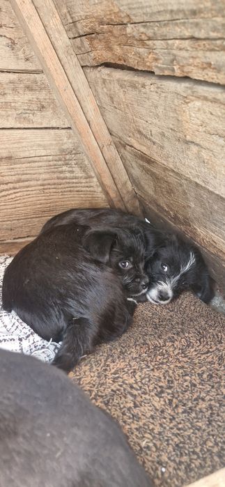 Dau bishoni havanezi in adopție