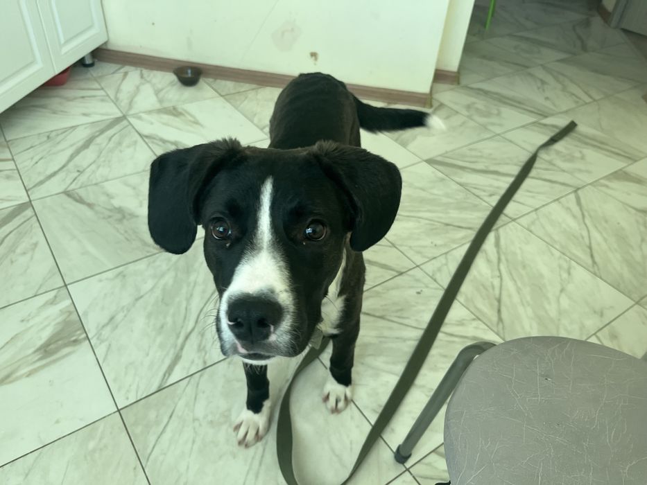 Собака бесплатно