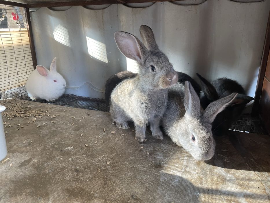 Крольчата. Кожектер