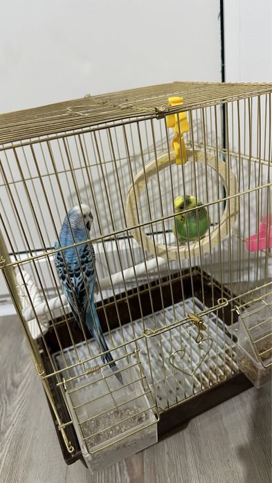 Продается 2 папугай