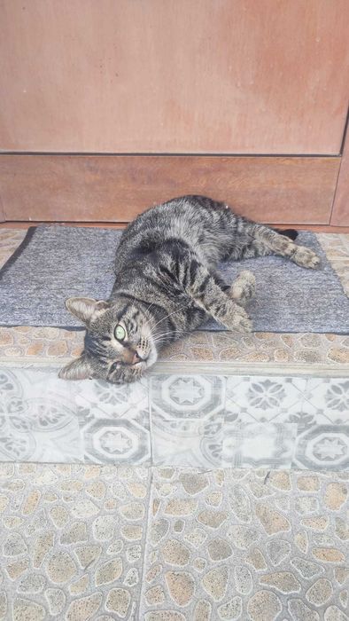 Котки давам безплатно.