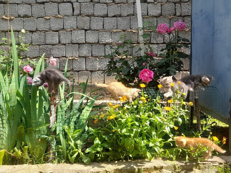 Котята Британские.и скотеш.500т