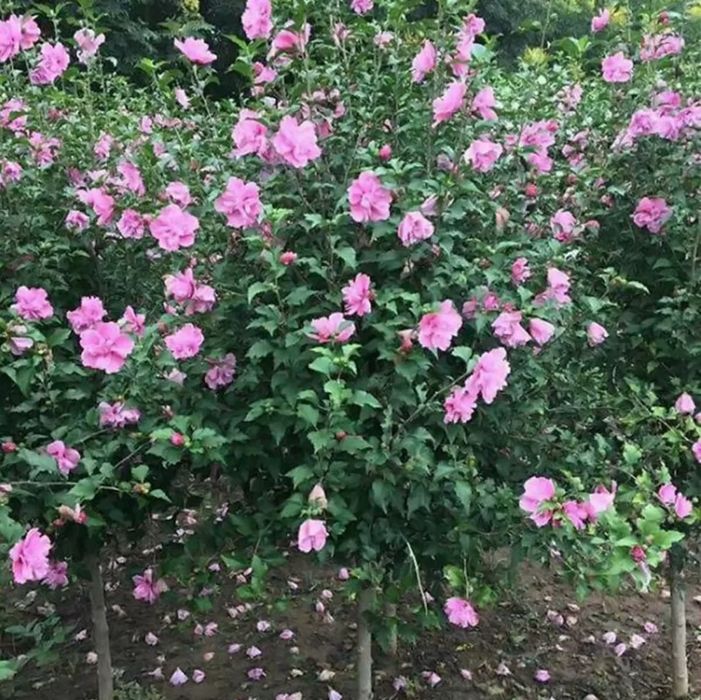 Гибискус морозостойкий