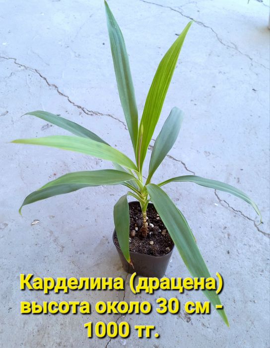 Комнатные растения