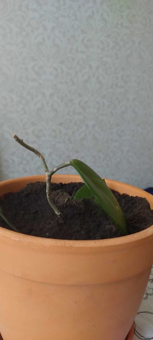 Butasi si plante adulte Lacrima Maicii Domnului, Hoya Carnosa