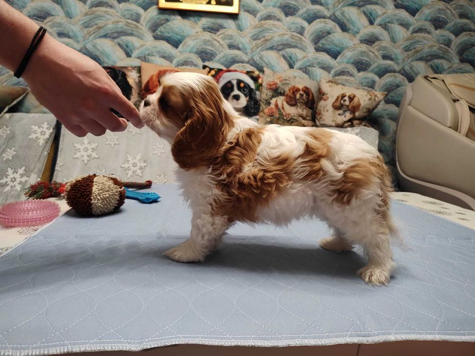 Vindem Fetita de Cavalier KCS din parinti campioni testati genetic