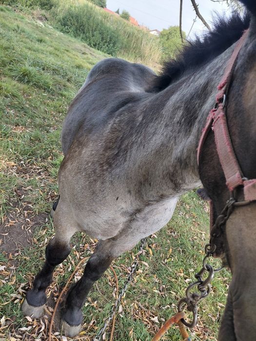 De vânzare un mânz