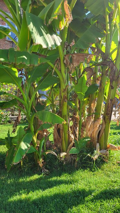 Малки и големи банани