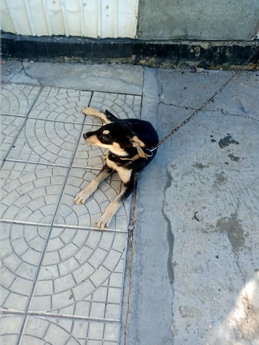 Щенок мальчик    .