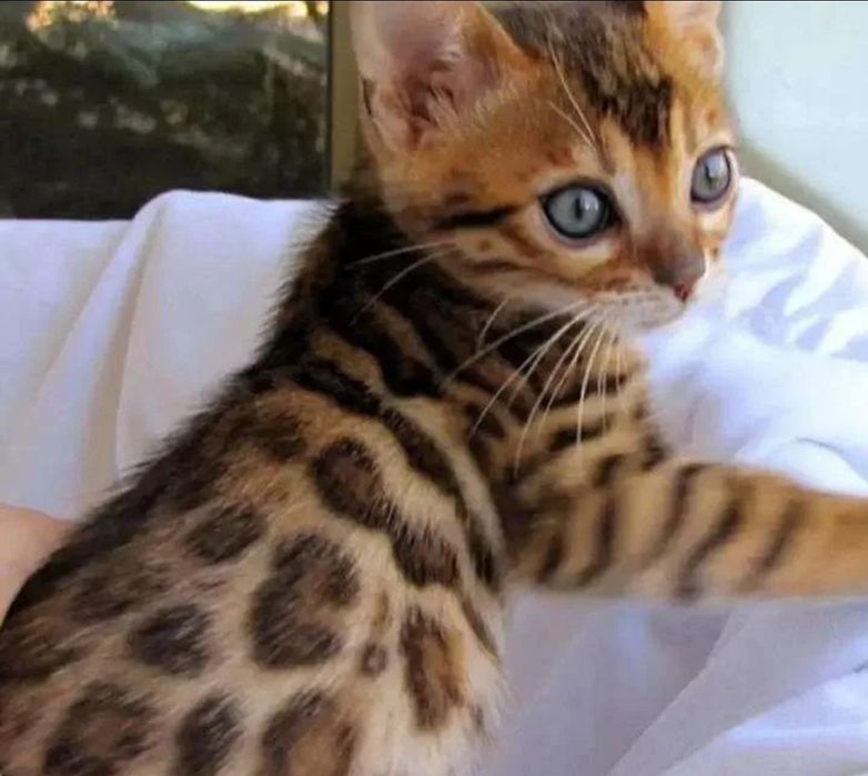 Леопардовый котенок фото Леопардовый котенок фото