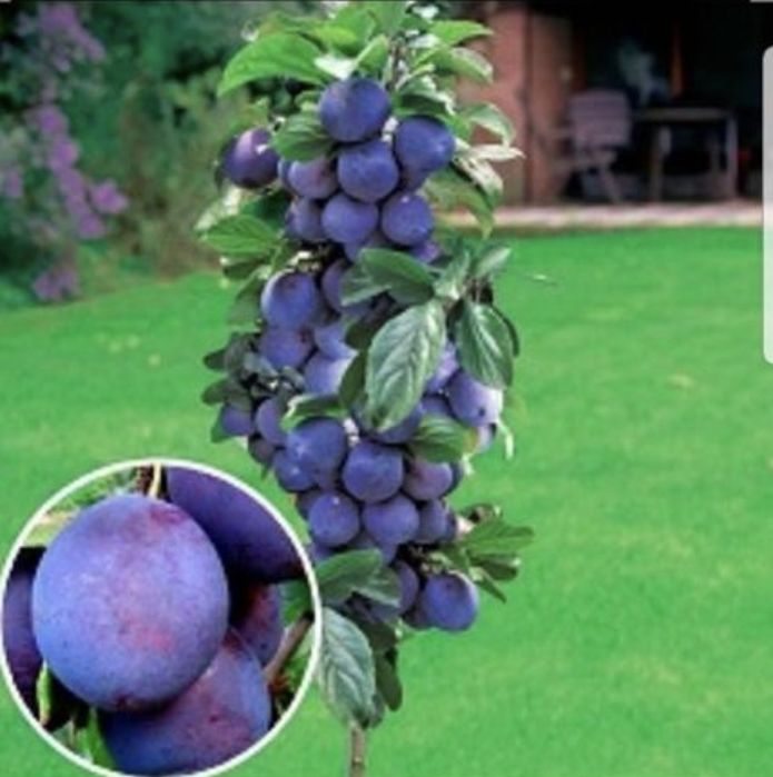 Pomi fructiferi altoiti columnari