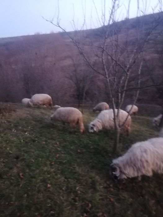 Vand oi turcane si Carabali