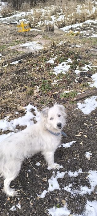 Девочка ищет свой дом