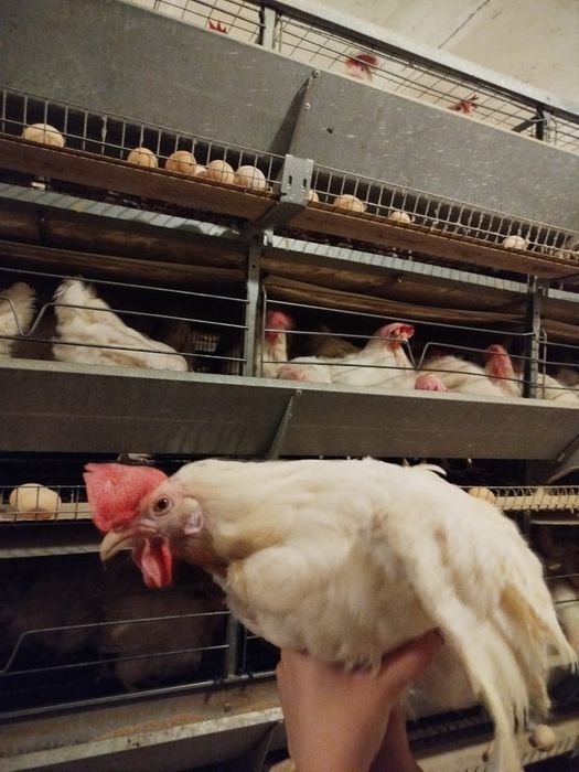 Куры несушки породы Коралл