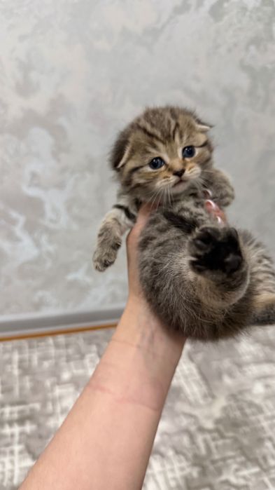 Продаётся котята