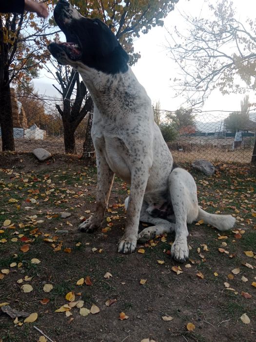 Продается собака Алабай