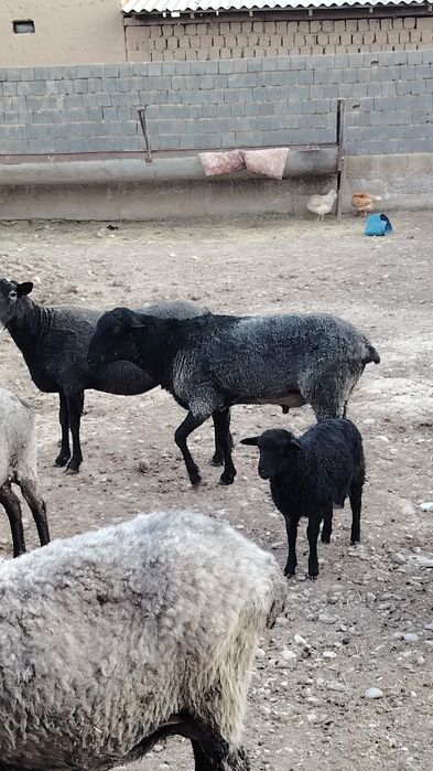 Абмен рамановски қошқар