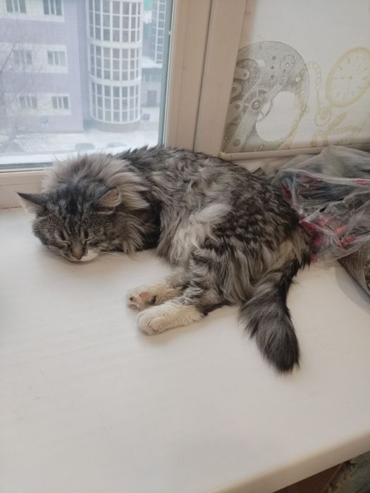 Кот 2 года отдам пародистый