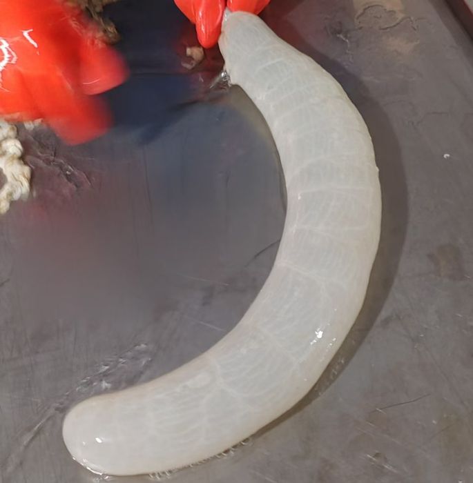 Черева свиная, баранья, синюга пластифицированная.