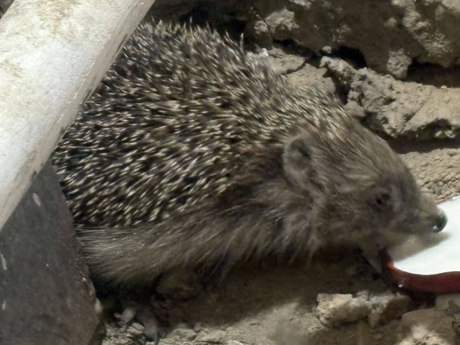 Продам ежика крупный