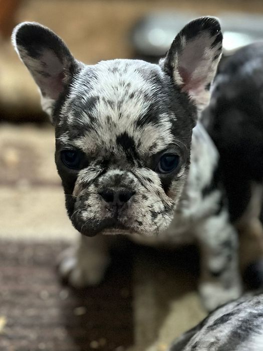 Щенки французского бульдога