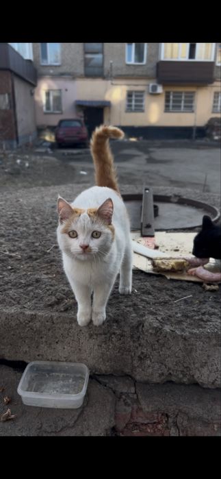 В поисках дома котенок