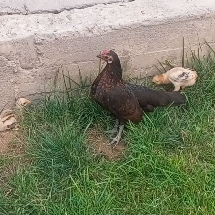 Dakan jo'jalar sotlad Toshkentda