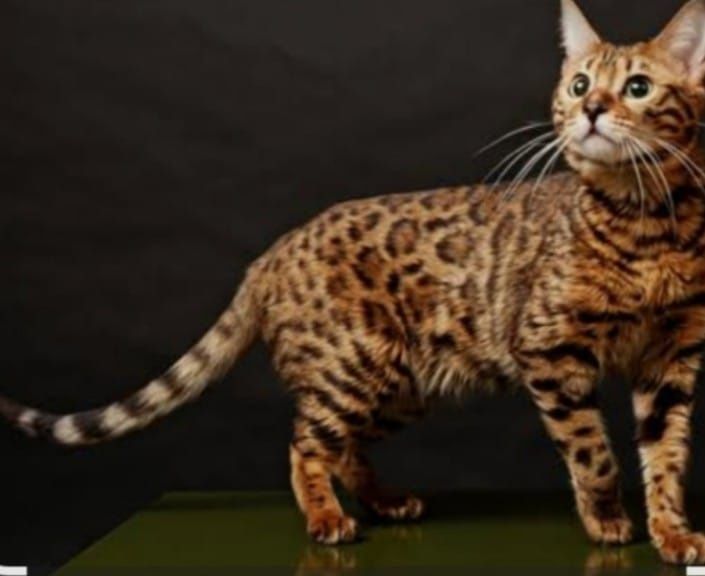 Бенгальский котенок