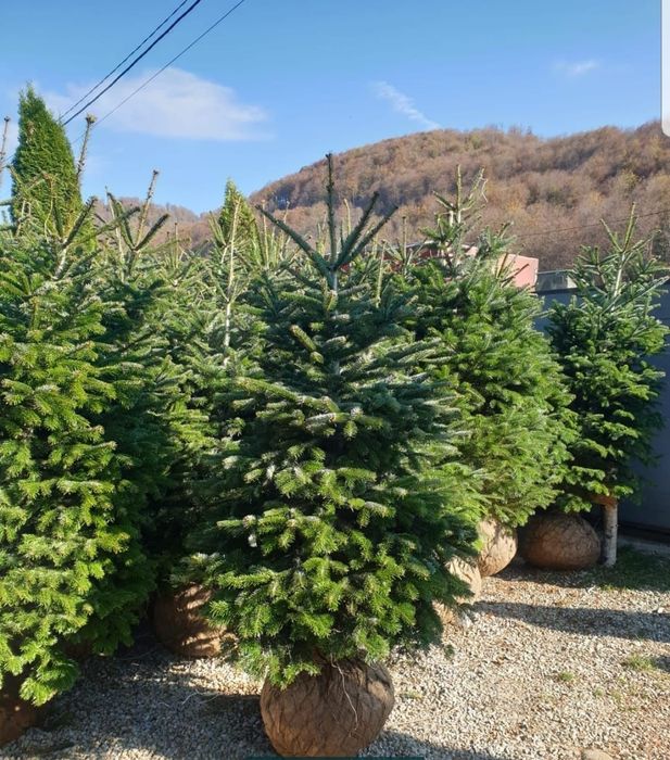 Brazi argintii, Brazi verzi, puieti brad, molid argintiu, brazi balot de pământ