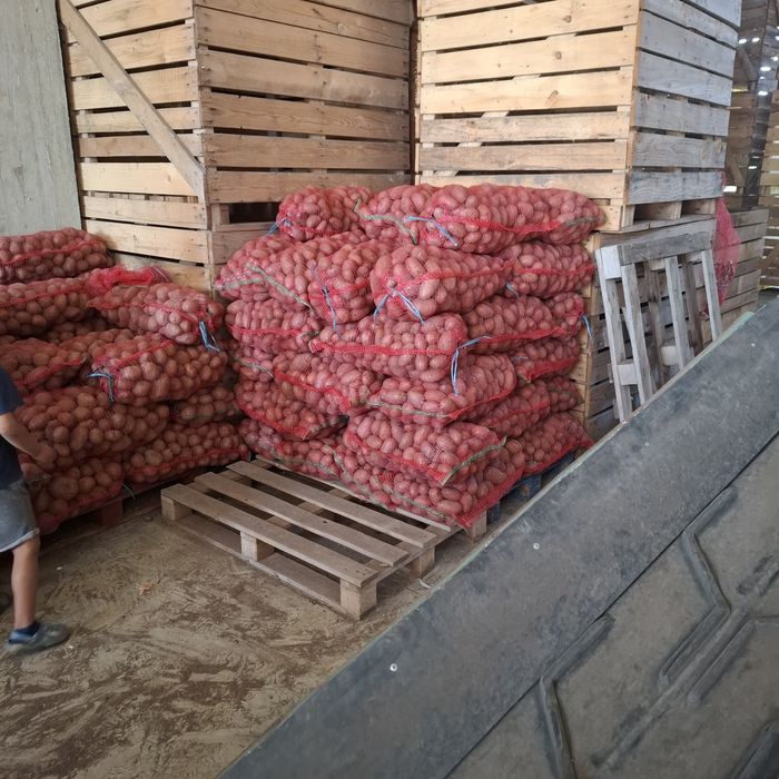 Cartofi roșu de consum