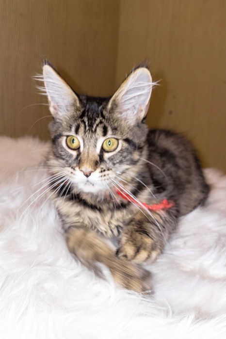 PIXIE – Fetiță Maine Coon, 3,5 luni | Pedigree | www.lynxrunecode.com