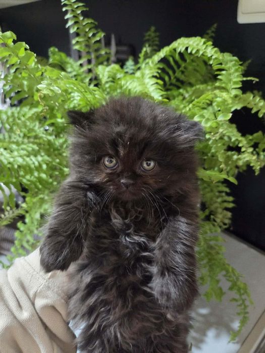 Персийски котенца