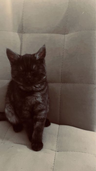 Котенок 3месячный