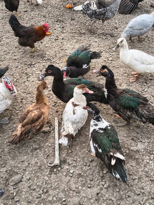 Curci, curcani,bibilici și rațe mute