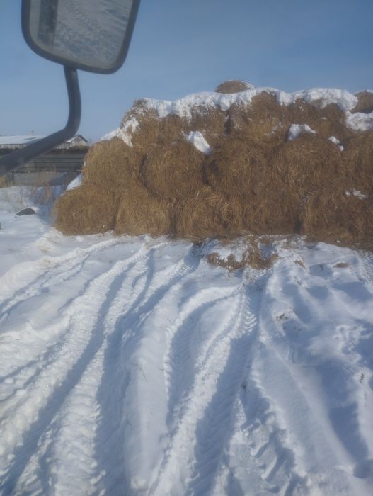 Продам сено в рулонах