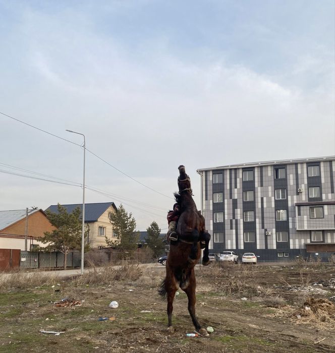 Продам жеребцааа