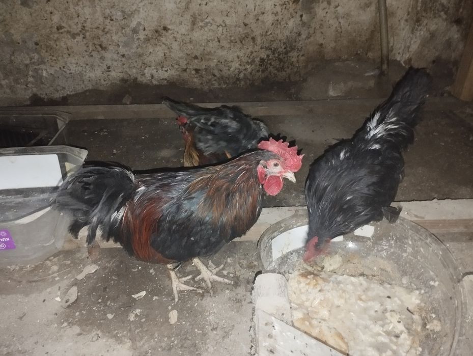 Петушки Бентама голоногие,три штуки.