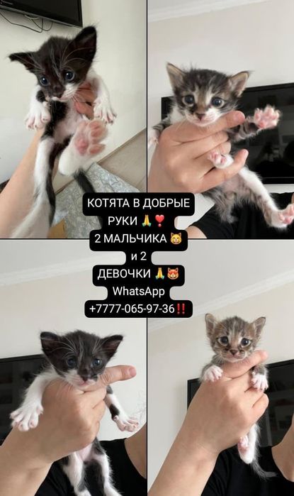 Котята в хорошие заботливые руки