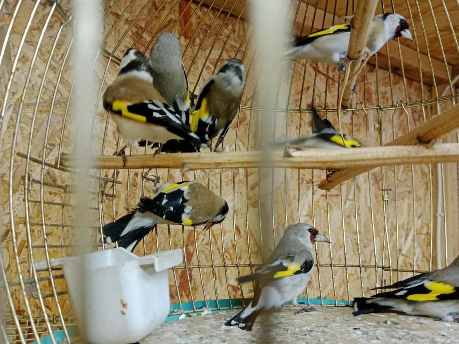 Продам   щеглов