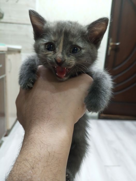 Котёнок в хорошие руки