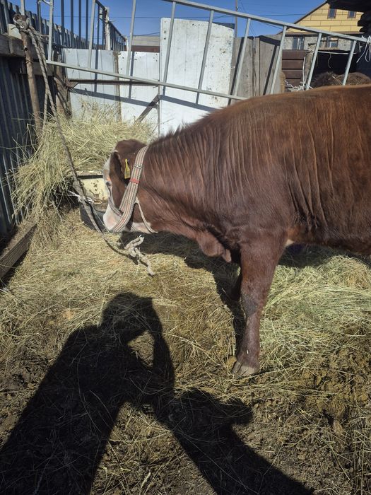 Бука сатылады 500000мын