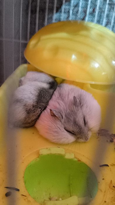 Джунгарики хомяки