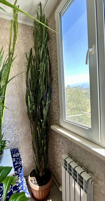 Цветок африканский молочай