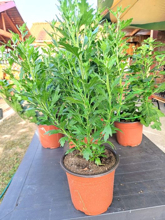 Crizanteme Multiflora ghiveci tufe mari – Producător Gorj (pline de boboci)