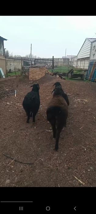 Куй кузи 3 та ургочи