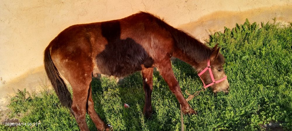 8 oylik toycha sotiladi