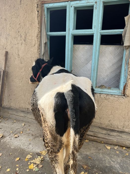 Sigir sotilad Yosh 1 ta tuqqan