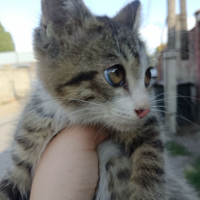 Продам котёнка мальчик