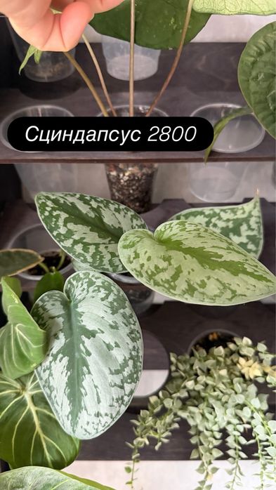 Комнатные растения